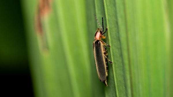 Blattes de jardin : comment identifier leur habitat et les éliminer efficacement ?